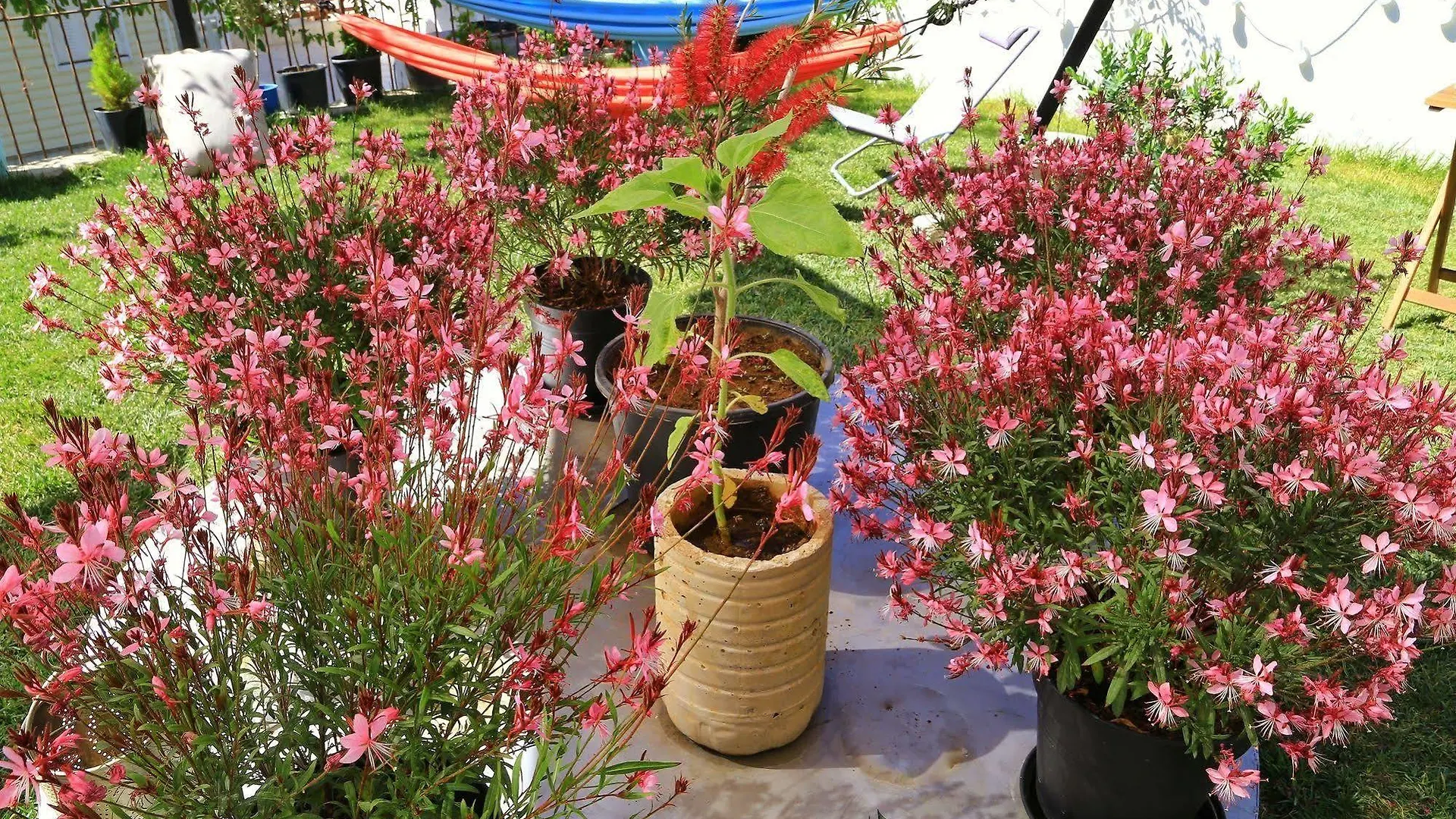 Lemon House Cunda Bed & Breakfast Ayvalı